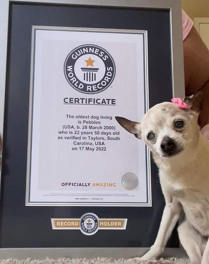 Pebbles, la perrita de 22 años y 50 días que nació el 28 de marzo del 2000, recibió el Récord Guinness como el perrito más longevo del mundo