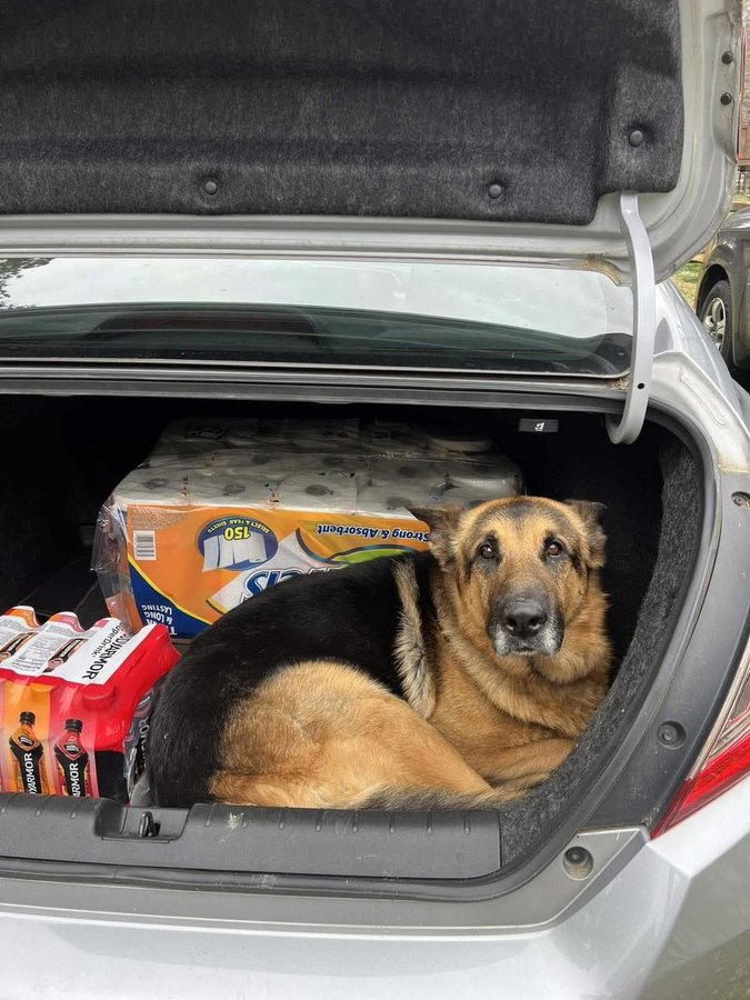 Animalitos en aprietos. tweet media