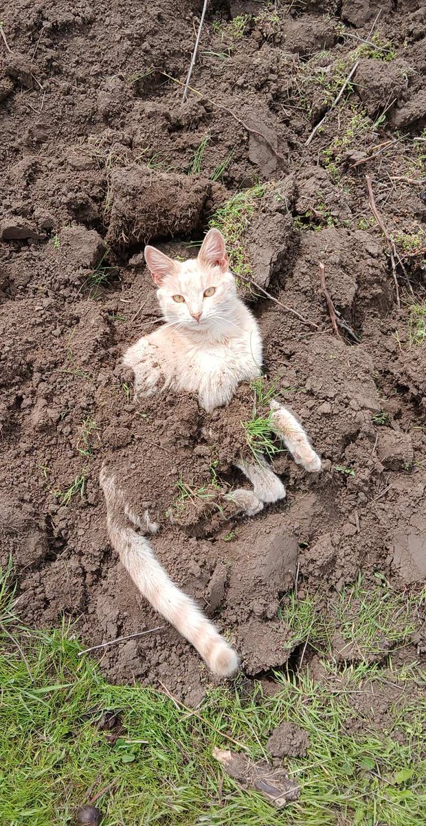 OddStuffMagazine tweet media