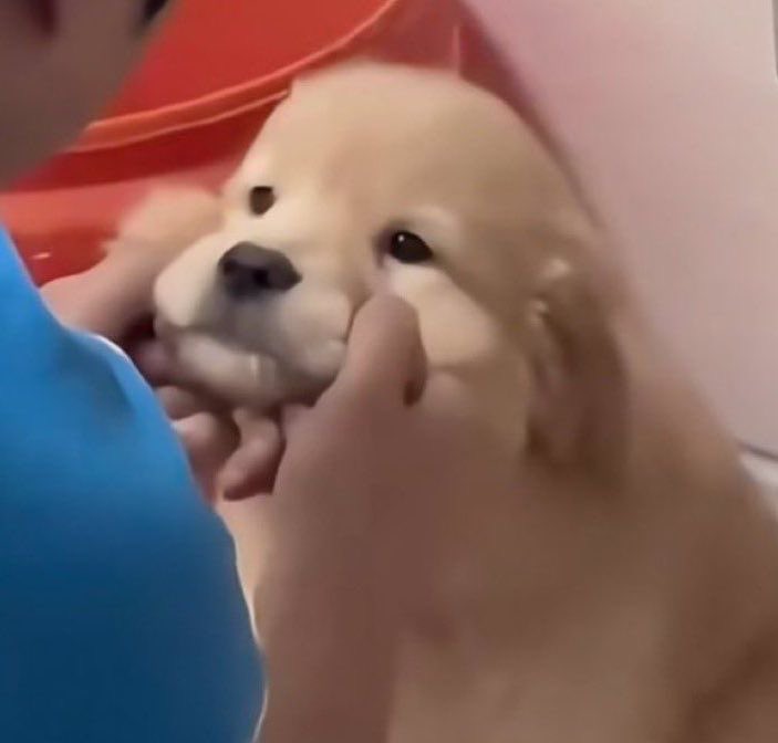 บูเบ๊าะคุง tweet media