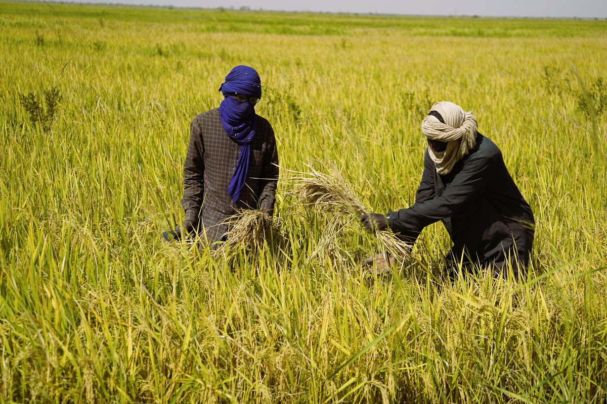 WFP Mali tweet media