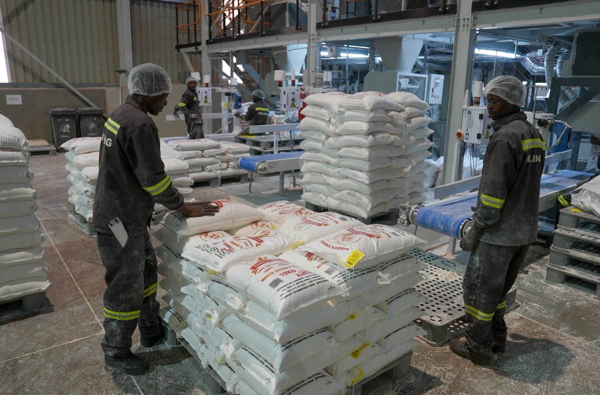 WBG_AgriFood's tweet image. A new wheat flour mill at @MyZambeef’s Mpongwe Farms can process a massive 150 tonnes of wheat daily. @IFC_org is supporting the company to create jobs, build skills, and contribute to food security in Zambia and the region. 
➡️ wrld.bg/aX1N50YLXiw
#Agribusiness