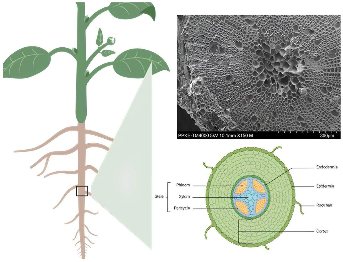Plants_MDPI's tweet image. 🧵 Every laundry cycle releases microplastics. But how do they move through plant roots?

Buckwheat root-inspired microfluidics reveals a partial filtration barrier — larger particles blocked, smaller ones slip through.

🔗 Read more: brnw.ch/21x1NIy

#Microplastics