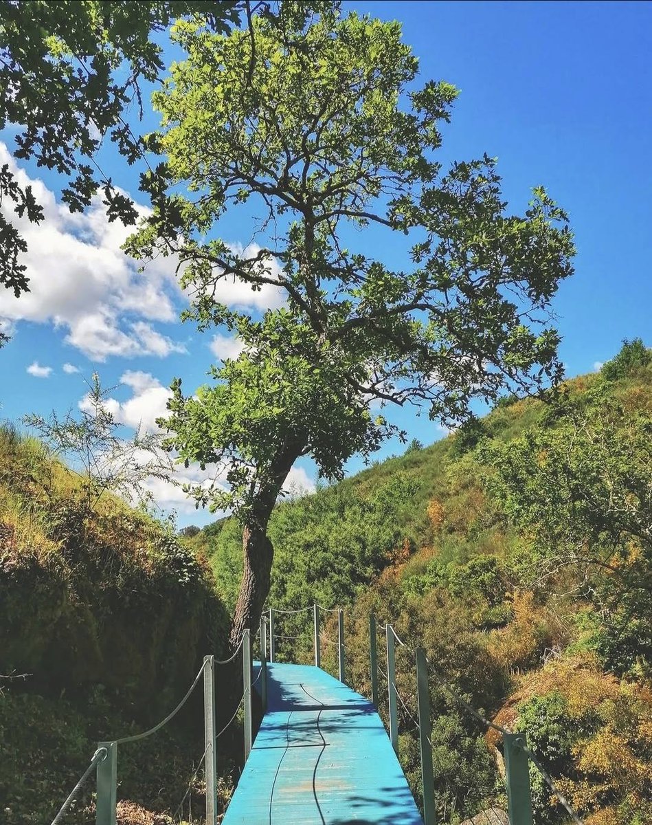 alentejo_1970's tweet image. Alguns dos Passadiços de #Portugal 🇵🇹
. Trilho dos Gaios – Tábua
. Passadiços do Mondego
. Passadiços do Mondego
. Passadiços do Penedo Furado – Vila de Rei