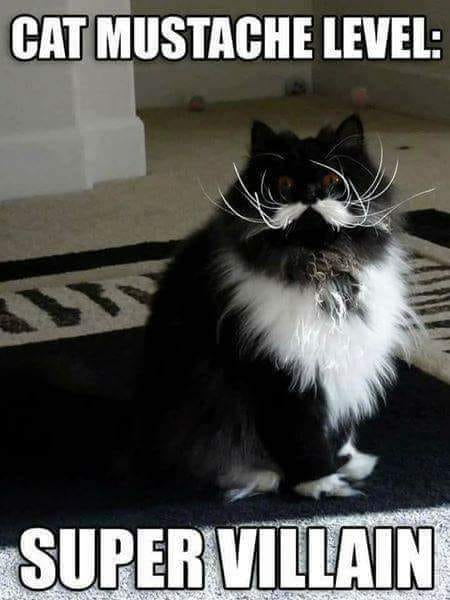 Spill The Memes tweet media