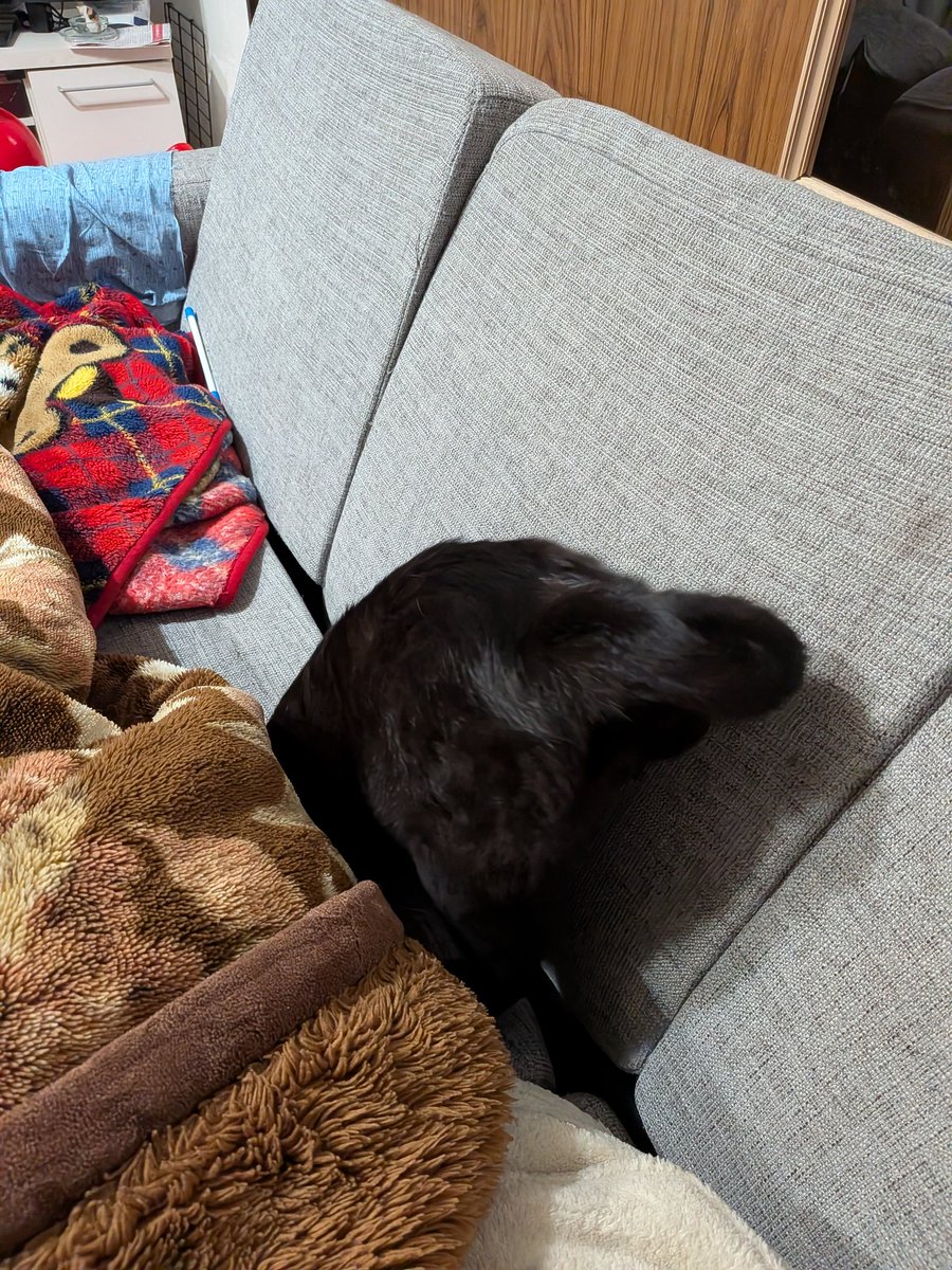 くぬぎ〜@アルテッツァ9022🐈‍⬛ tweet media