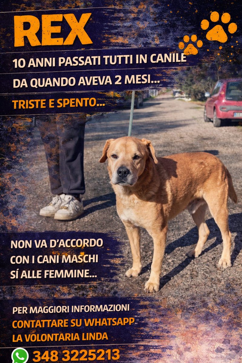 Chissà perché chi è anziano non adotta un cane di 10 anni. È un’occasione persa per entrambi. Queste creature vengono trattate esattamente come la società tratta gli anziani, scartandole in favore del "nuovo"e del giovane. REX 10 anni taglia media. ☎️3483225213 
#adotta #cane