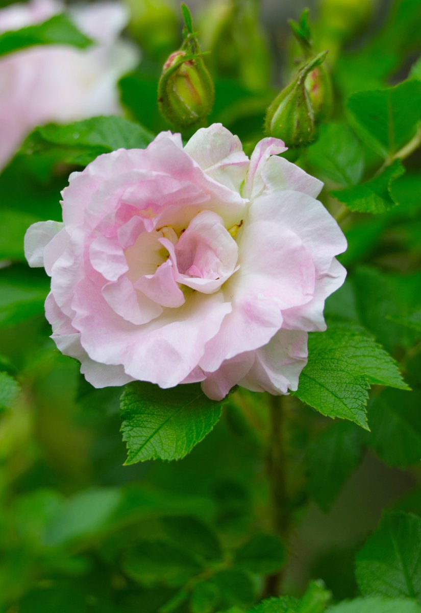 Run_fly_Smile's tweet image. Love is all we have, the only way that each can help the other 😊

Euripides

#Love #Help #Euripides #Rose