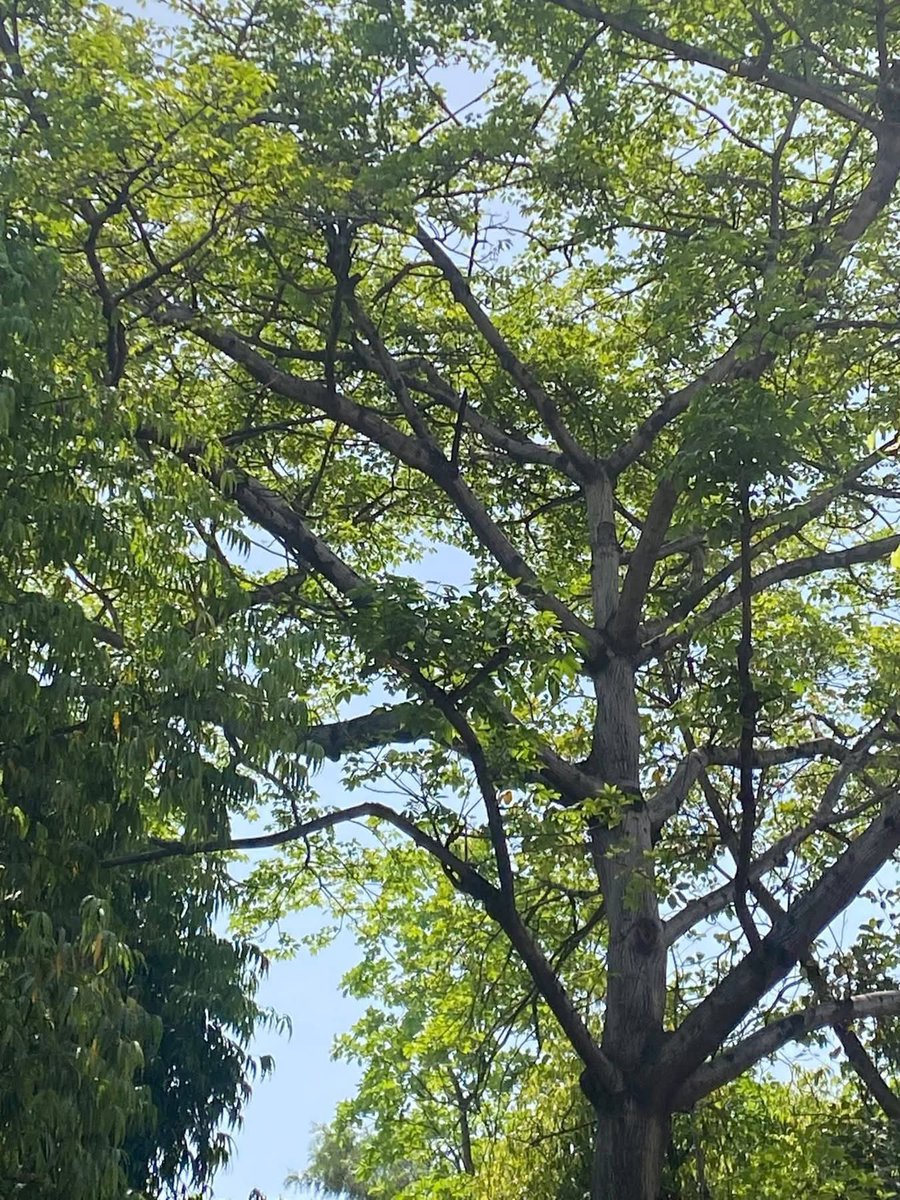 Usha Wildflower 🌱📚 🍀 tweet media