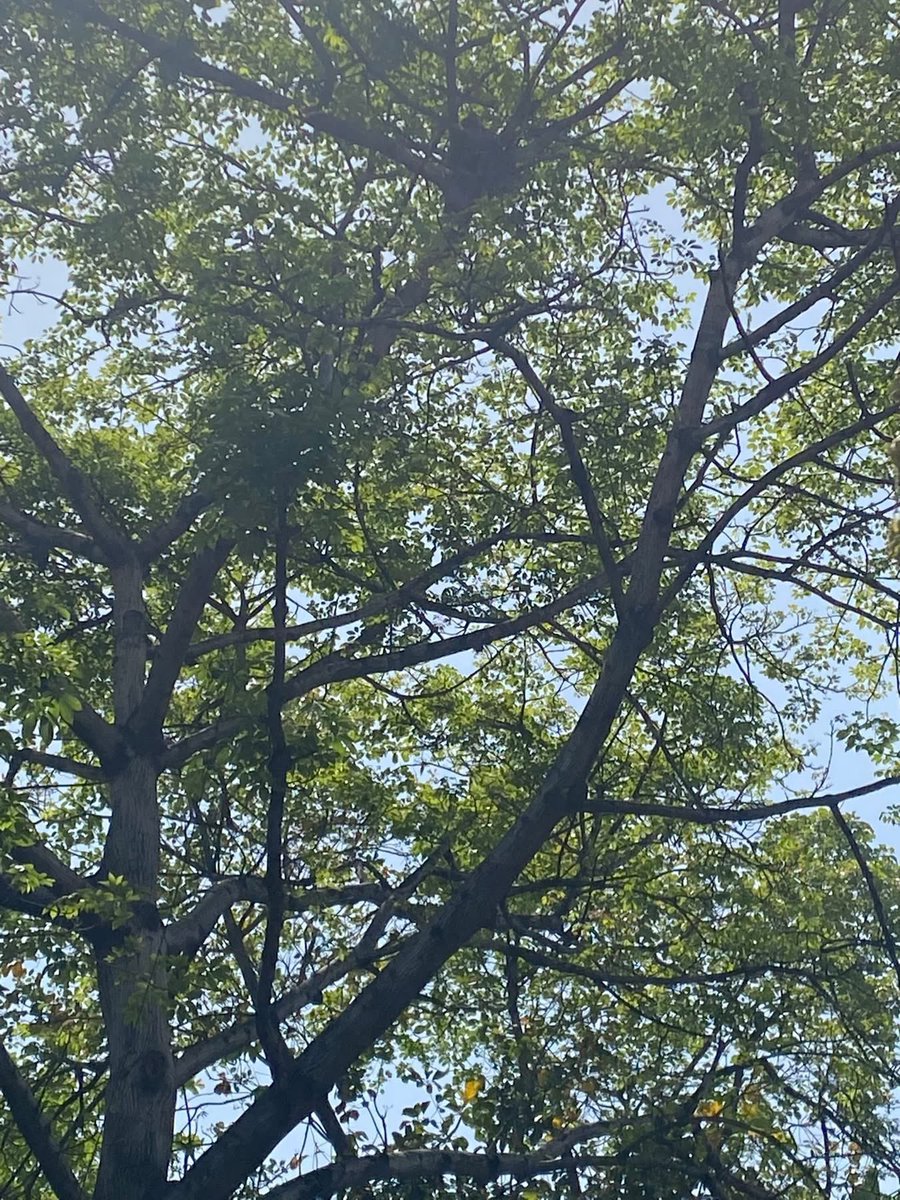 Usha Wildflower 🌱📚 🍀 tweet media