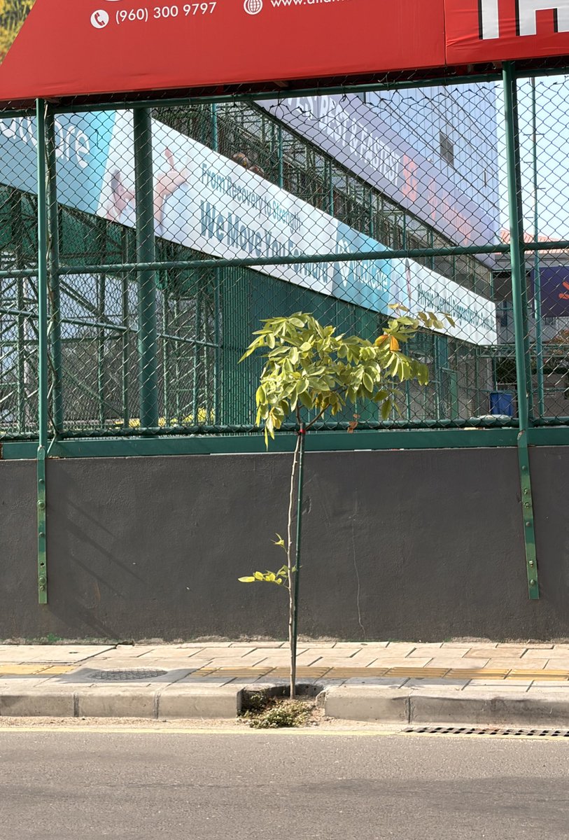 zooxter's tweet photo. @HumayAG @ibusolih @MDPSecretariat It’s been years, no significant growth of the trees planted in a 1 feet diameter hole at Ameenee magu. 
This is why we need to retain &amp; maintain mature trees in our urban environment. https://t.co/oLZjcxJ4eP