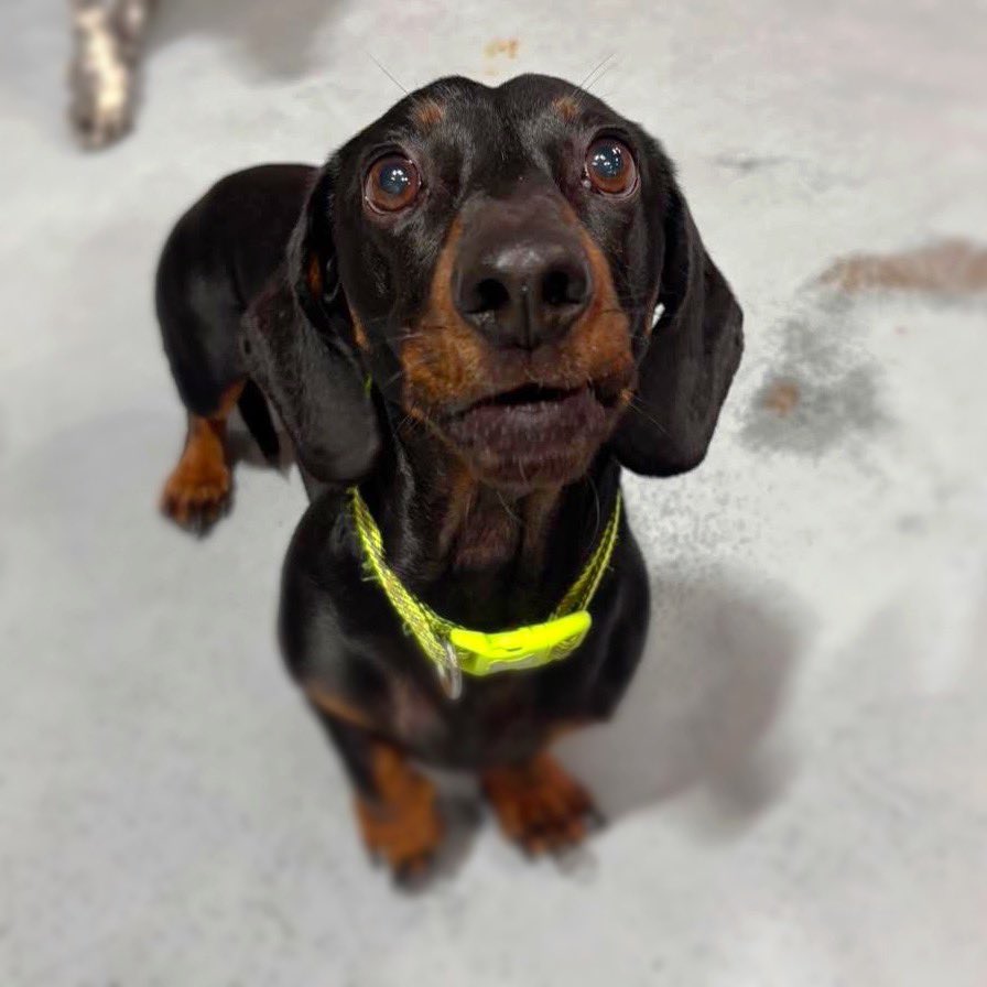 Look at my boy at daycare today. 
Couldn’t love him anymore!
😍❤️✨🐾