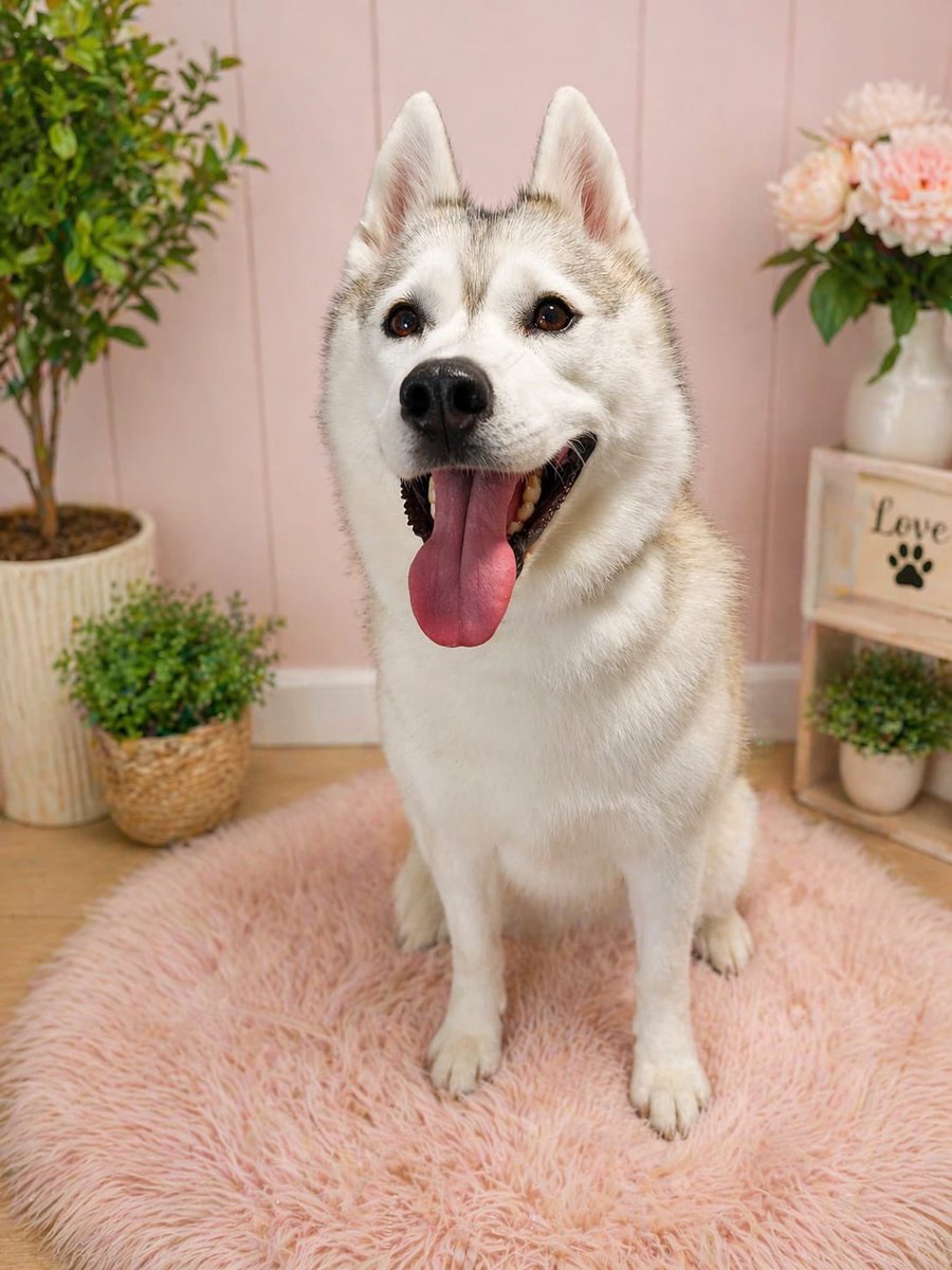 MeikaEds's tweet image. I was groomed today…how do I look?! 🐶🥰❤️ #tuesdaymotivations #DogsOfX #Dogs #Pretty #TuesdayVibes