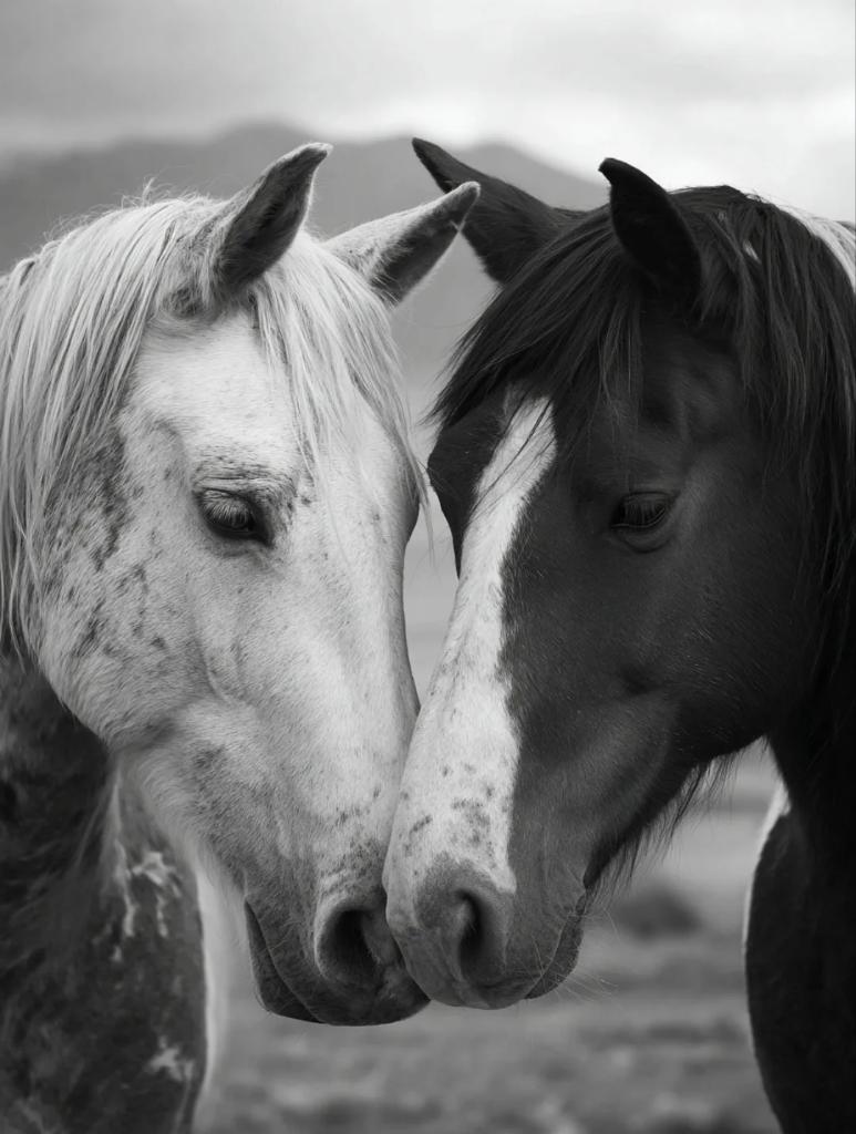 LOYAL HORSES 🐎 tweet media