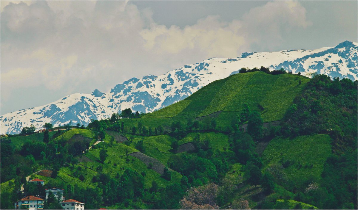 Feyiz Ermiş tweet media