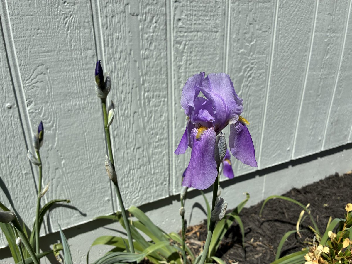 RedbirdBlues56's tweet photo. transplanted iris from roadside 2 yrs ago https://t.co/36aQXTZ9x0