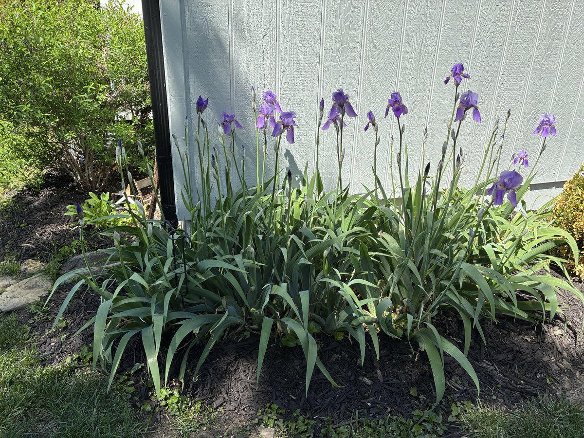 RedbirdBlues56's tweet photo. transplanted iris from roadside 2 yrs ago https://t.co/36aQXTZ9x0