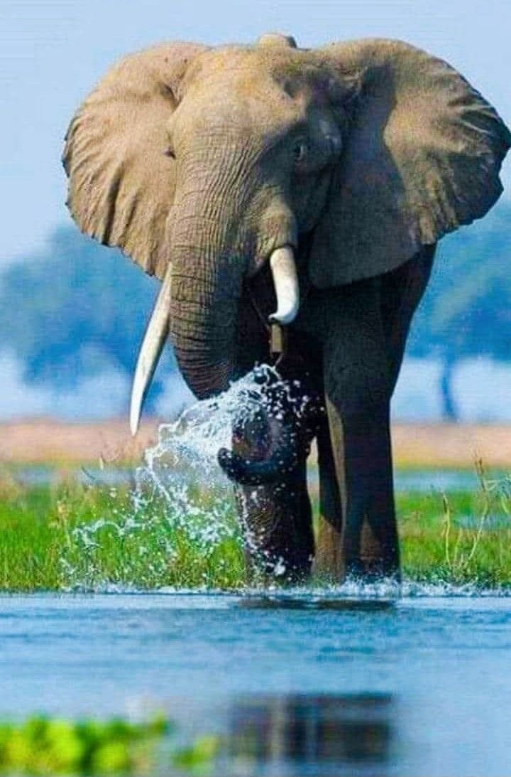 JulieParker144's tweet image. Good Morning Everyone.  I hope your day is fantastic.
God bless you. 
#AmazingAnimals #Friendship #Photography pinterest.com/jparker0666/am…