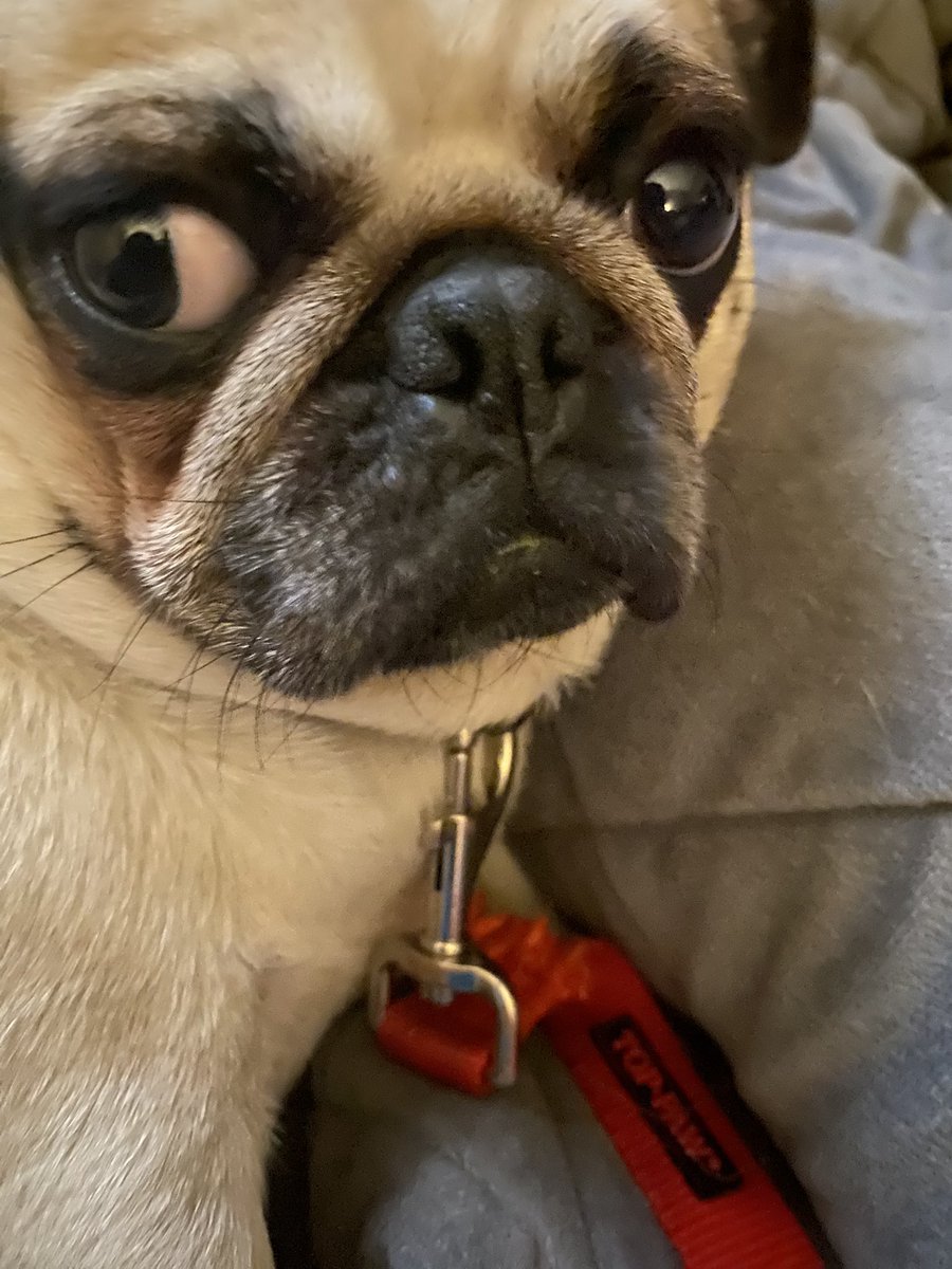 sarahtravels09's tweet image. Winnie likes her new leash very strong doesn’t tangle easily would recommend
.
.
.
.
#walks #pug #dog #red #cute #Petsupplies