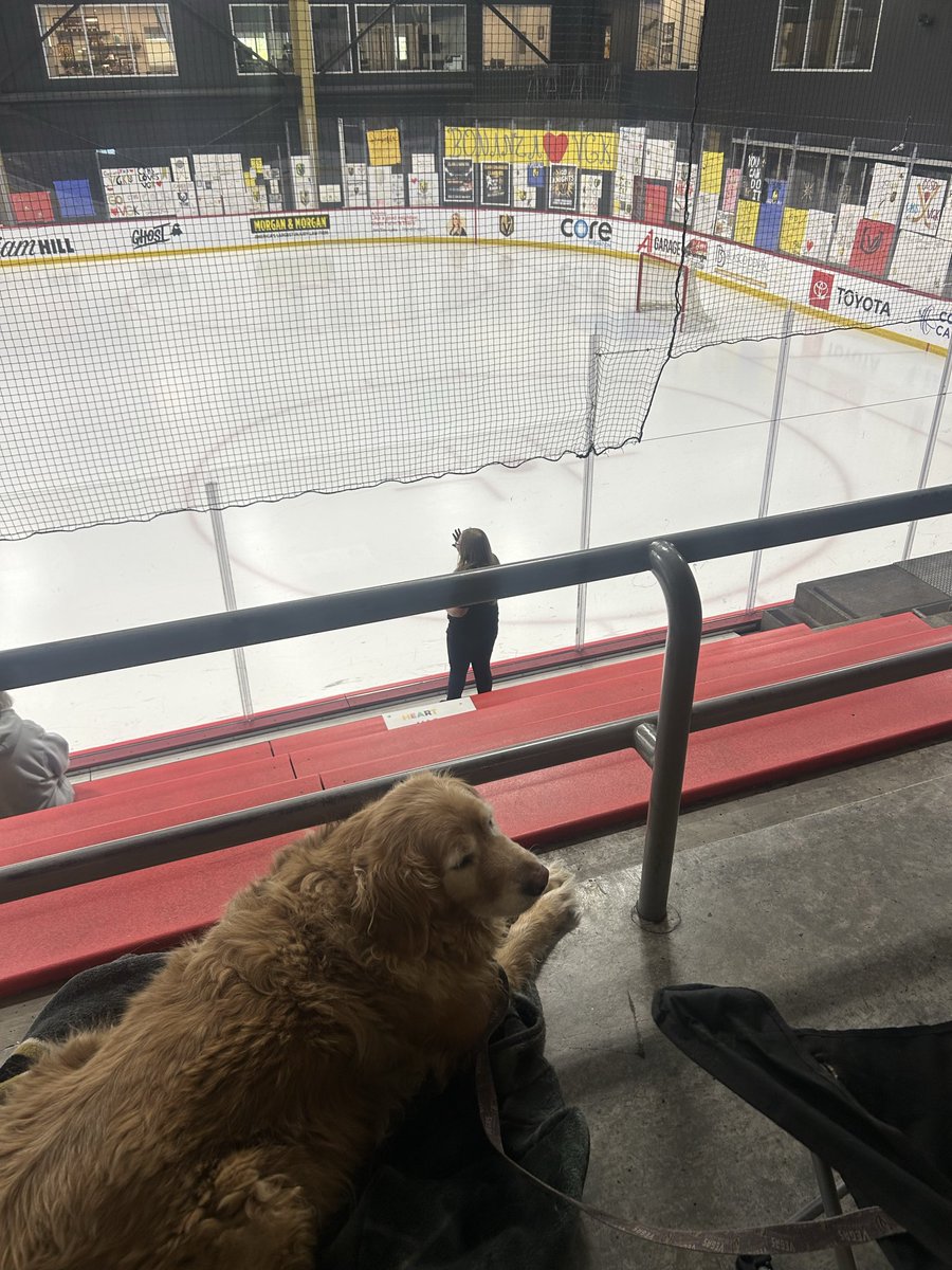 Goldie_Vegas's tweet image. Dad, look at all the artwork for practice! #posters #goKnightsgo #loveGoldie