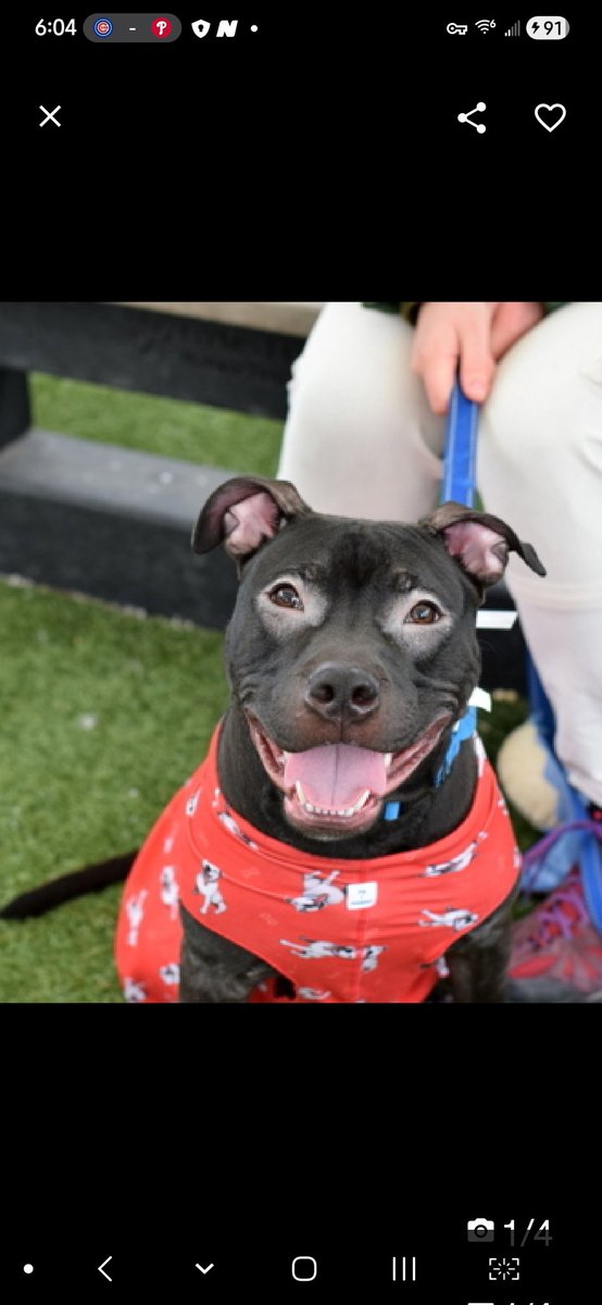 MyBoxerLuvMac1's tweet image. 💔Mustang💔
#NYCACC #249133 
▪️Kill Command 
#RescueOnly

Precious sweetie's💔, arrived stray 41 days ago.
Beautiful youngster's social w staff, playful.
And how about that smile!
Trying so hard 2 be brave, but frustrated in tiny cell for hrs upon hrs.
Course he bites the leash