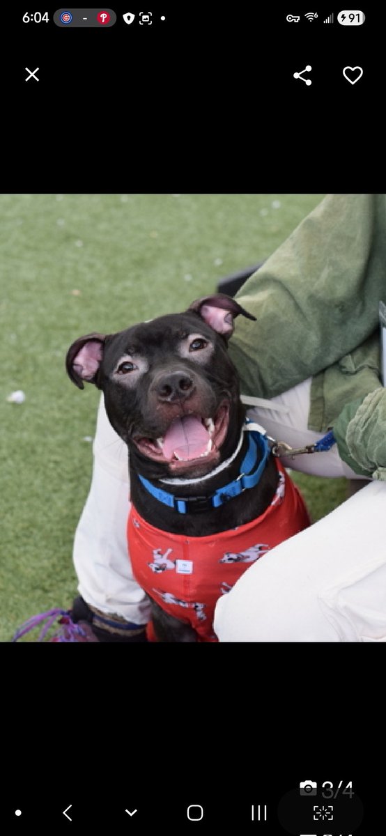 MyBoxerLuvMac1's tweet image. 💔Mustang💔
#NYCACC #249133 
▪️Kill Command 
#RescueOnly

Precious sweetie's💔, arrived stray 41 days ago.
Beautiful youngster's social w staff, playful.
And how about that smile!
Trying so hard 2 be brave, but frustrated in tiny cell for hrs upon hrs.
Course he bites the leash