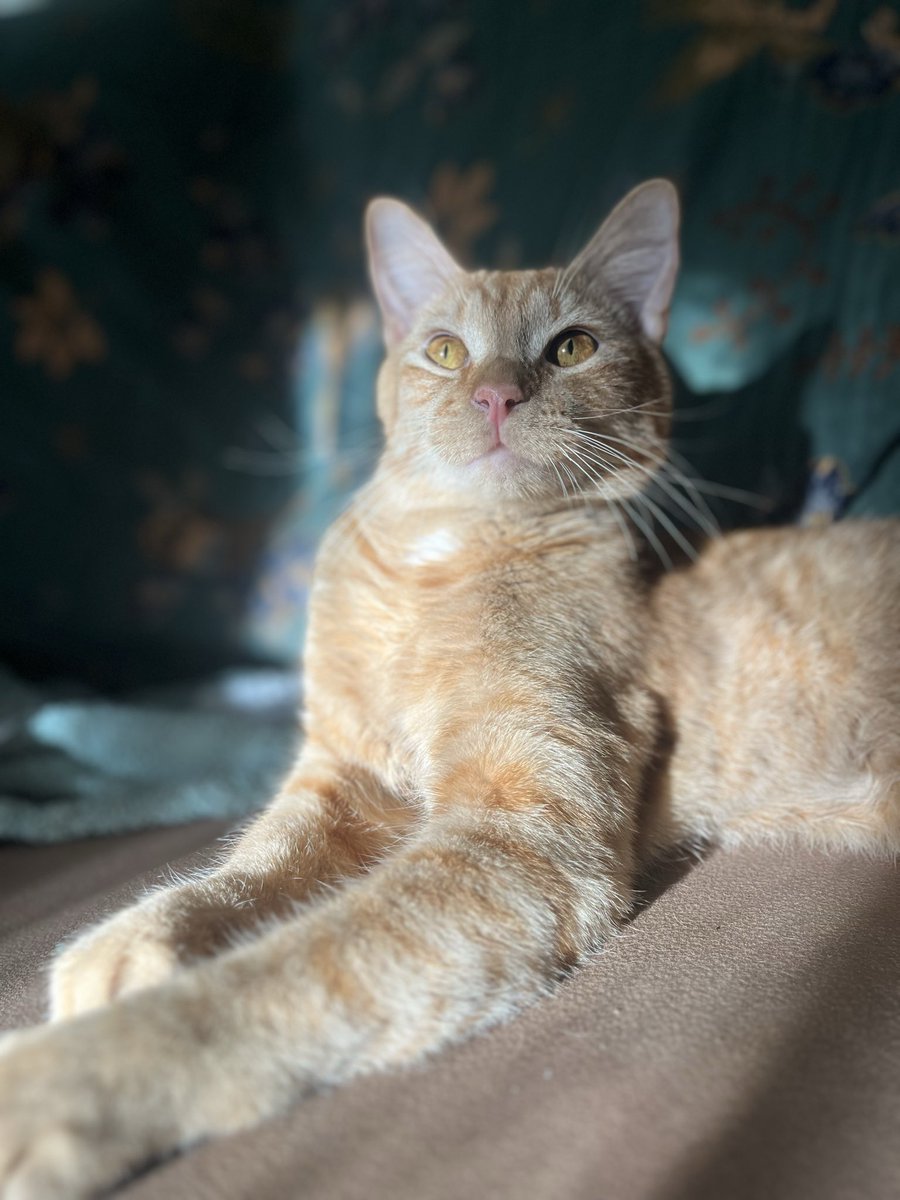 femoid fairy tweet media