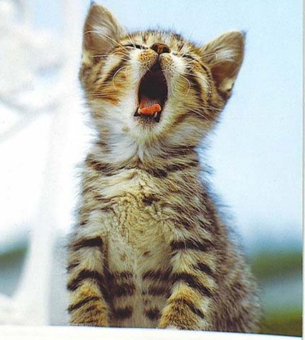 BunnieKat1962's tweet image. MeowUp! 
Good Morning! 
Have a Purrrfect Day! 
Happy
#TongueOutTuesday 
#kittens
#cats