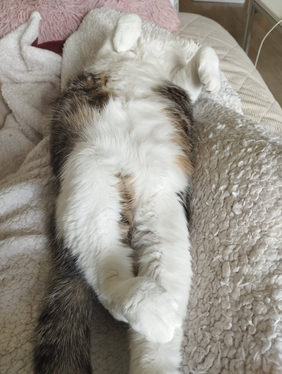 Pépite les beaux zoeils ♂️🦐🧡🕯️🐈‍⬛☃️🍺🌟 tweet media