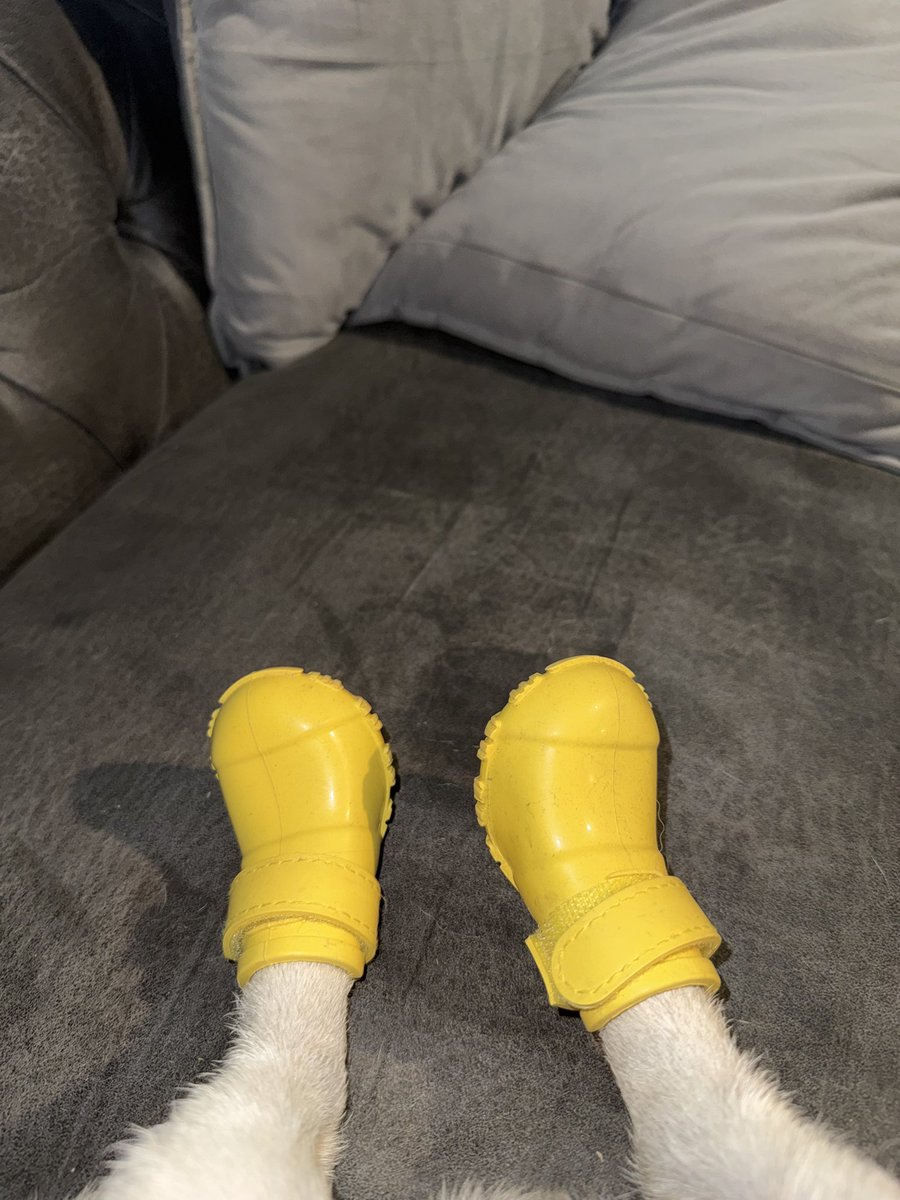 Got my dog shoes and he absolutely hates them