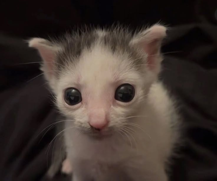 @Pão-Doce_Salgado tweet media