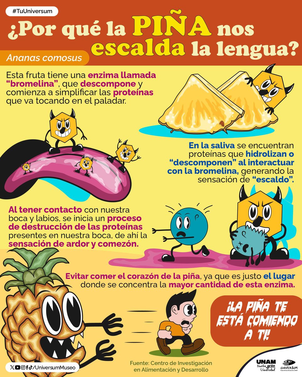 🍍 Esa sensación de ardor y comezón al comer piña ocurre porque la bromelina interactúa con proteínas en la saliva y las descompone. Infografía de <a href="/UniversumMuseo/">Universum Museo</a>. ⬇️