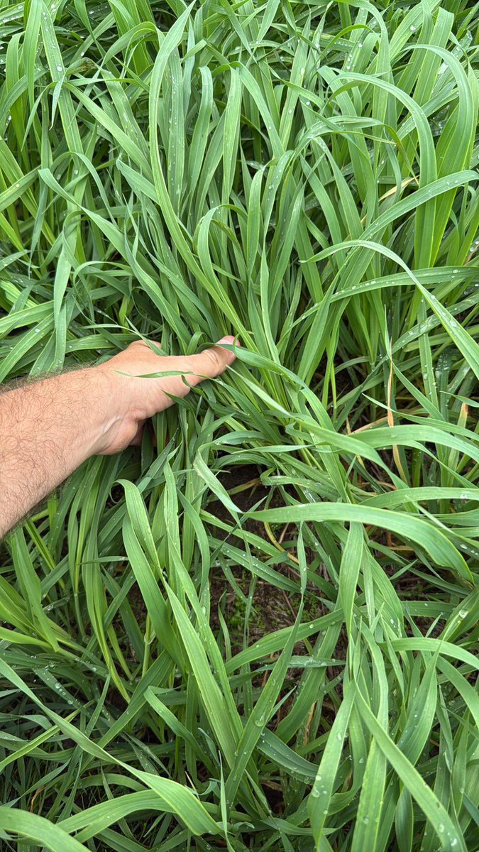 Pasture Genetics tweet media