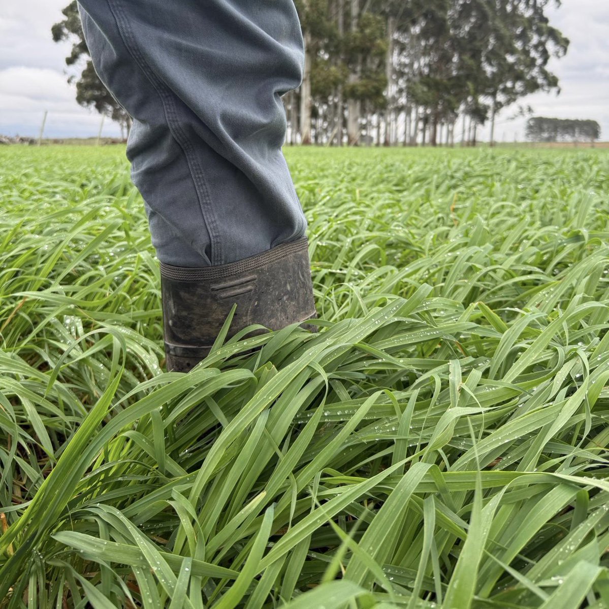 Pasture Genetics tweet media