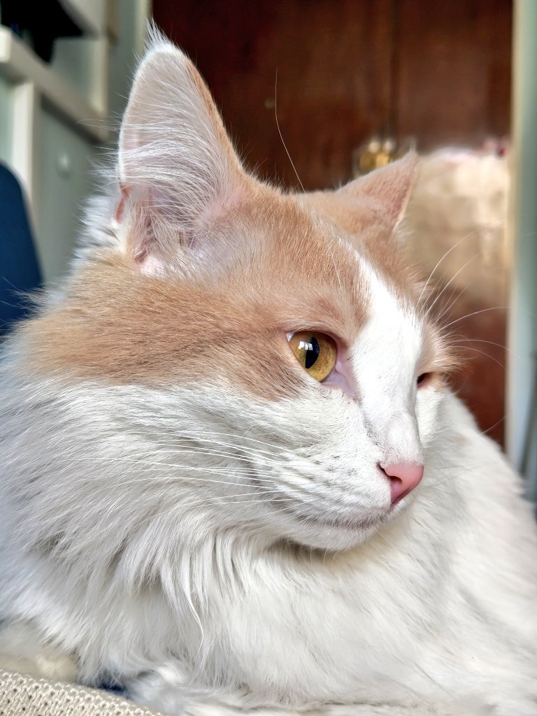 تنسی‌تاکسیدو  tweet media