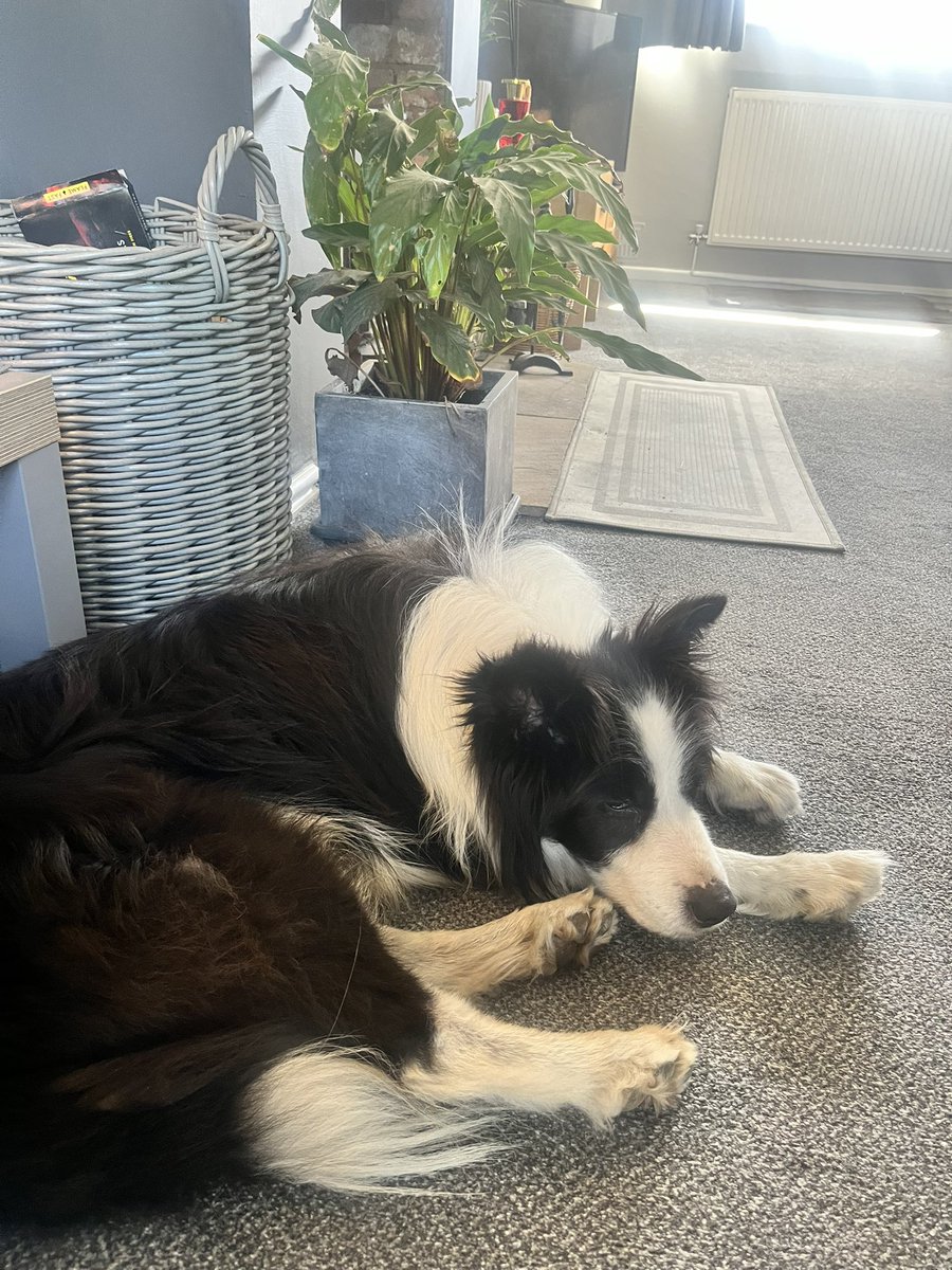 Archie Dog aka Tefryn Chase the Dream 🐶🐾💙 tweet media