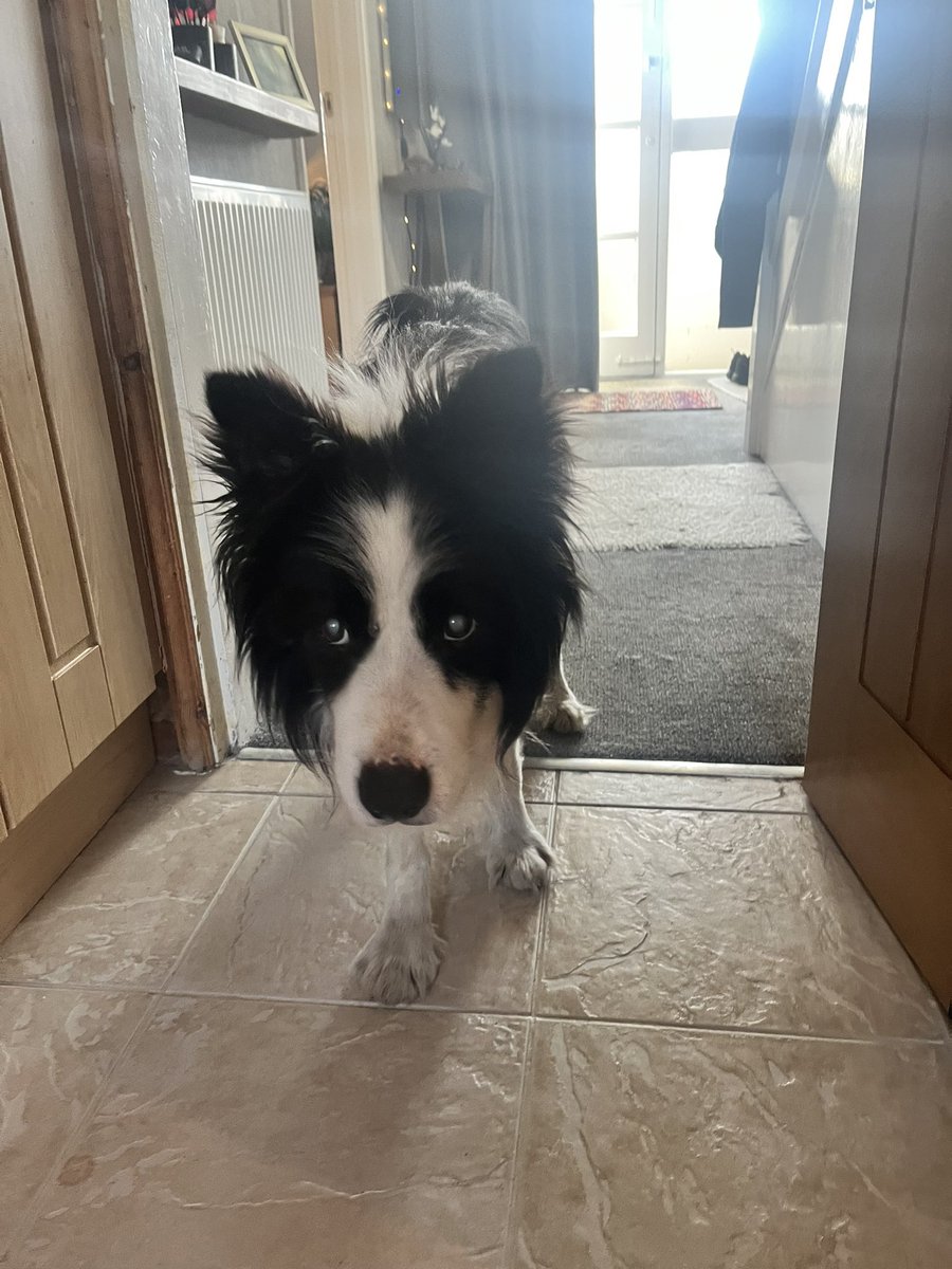 Archie Dog aka Tefryn Chase the Dream 🐶🐾💙 tweet media