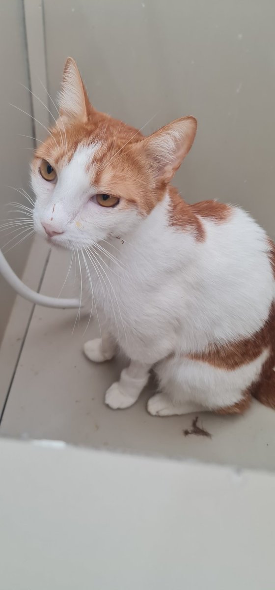 Yet another Reyna simp tweet media