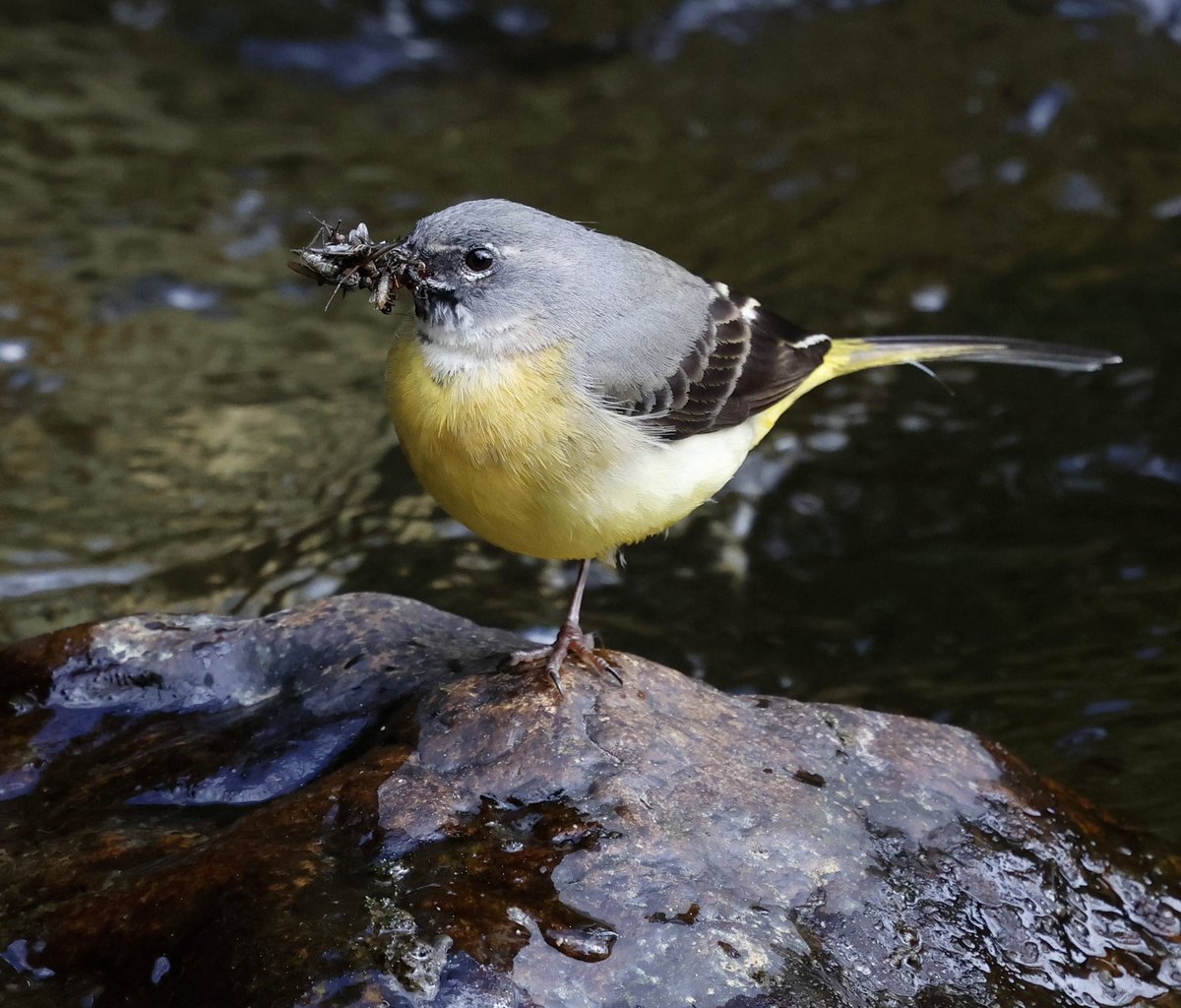 stevesando1's tweet image. Grey wagtail youngsters aren’t going to go hungry. Bodmin moor today.
#birds #birding