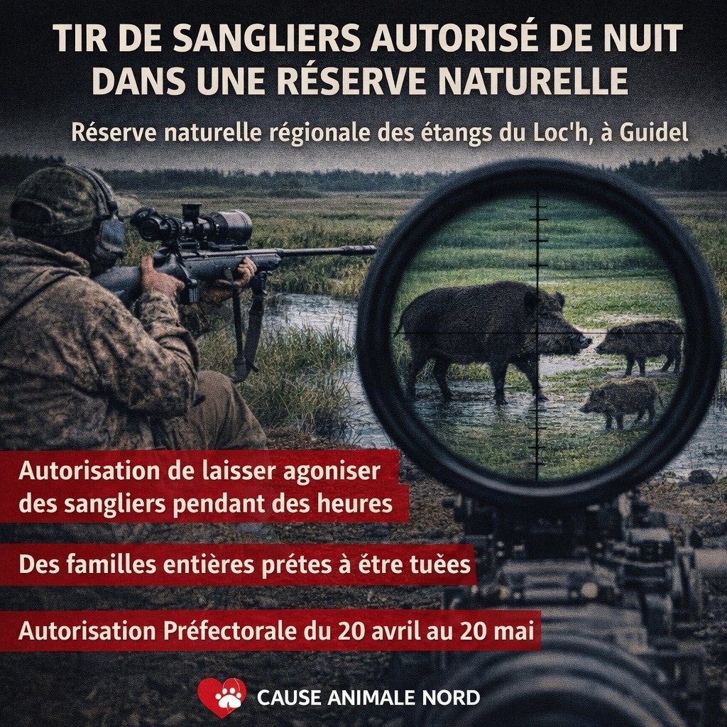 ChasseAbolition's tweet image. #Chasse nocturne aux sangliers : une décision controversée au #Morbihan

facebook.com/photo/?fbid=10…