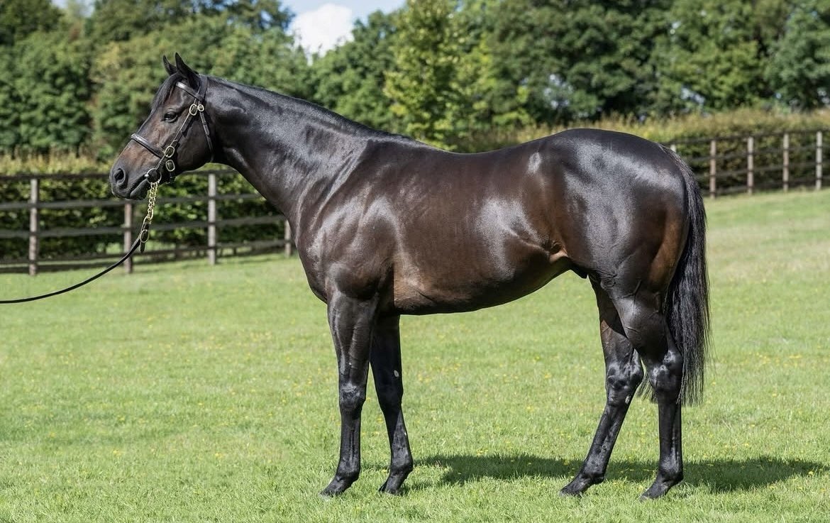 newsellspark's tweet photo. A double win for A’ALI today! 🏆🏆
2yo MARGARET’S PEARL @ponteraces &amp; 3yo LUCKY SEVENS @GTYarmouthRaces 

Congratulations to all connections 🥂 https://t.co/UTVqS151Uw