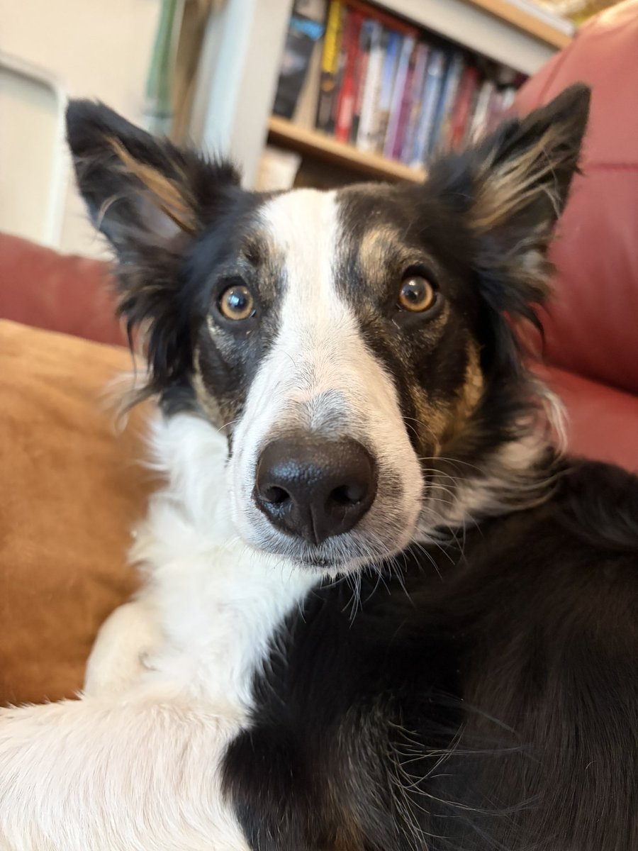 Puppy Bess and Auntie Kes tweet media