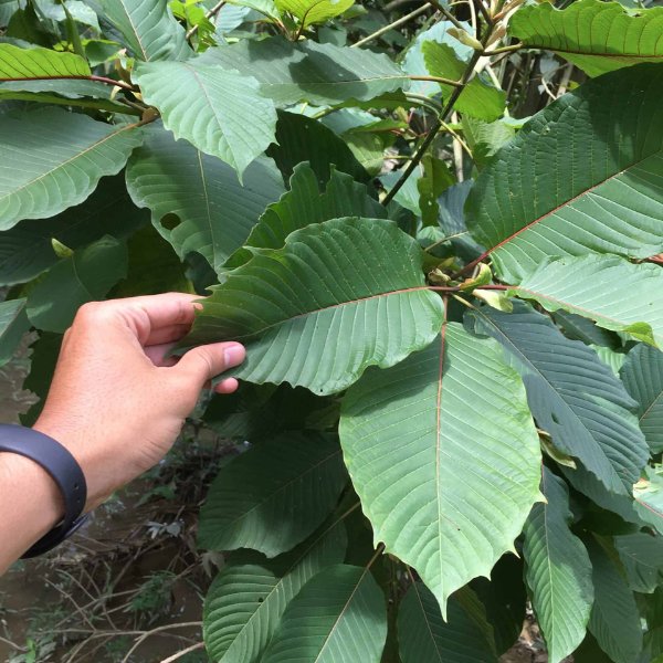 ethalivefully's tweet photo. When nature gives you something this powerful, rich, abundant, and full of potential, why turn to synthetics for energy or relief? Sometimes the best support has been growing here all along. And ETHA brings it direct to you. https://t.co/vk94uehh1B