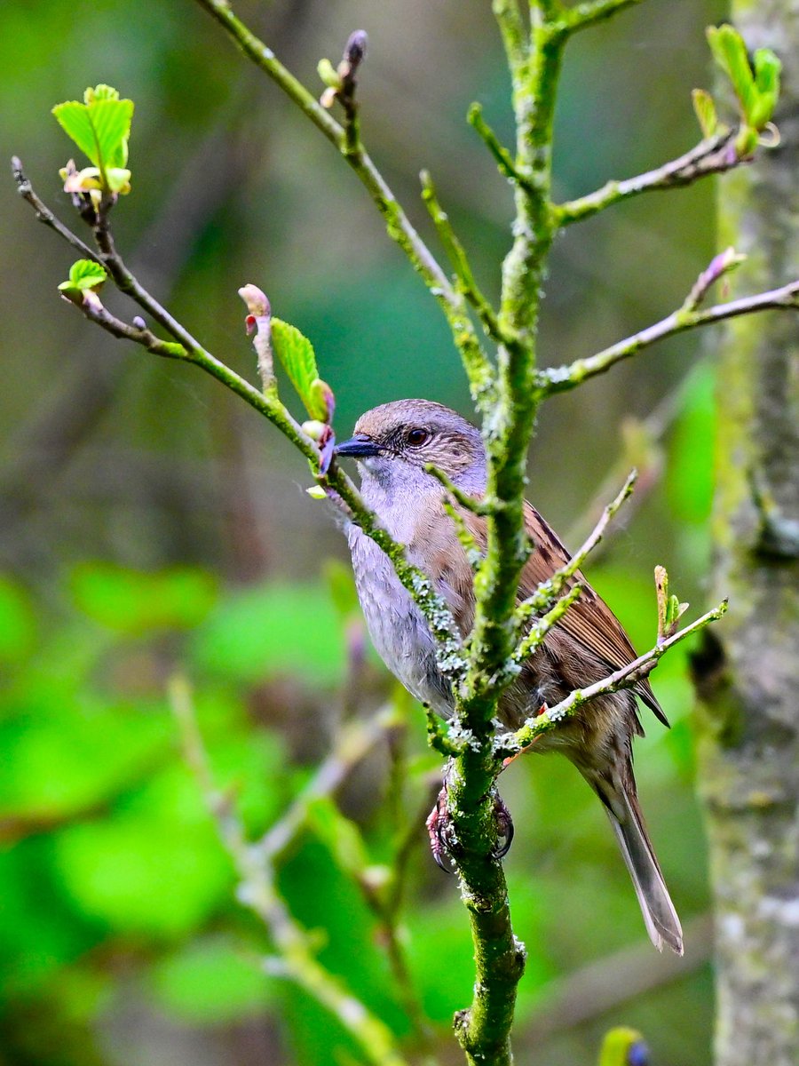 NikonNaturePix's tweet photo. #WillowWarbler #Dunnock and #Blackcap from @RSPBAireValley #StAidans on 18/04/2026. Pic taken using #Nikon #Z50ii #Z52 & 180-600 lens.
@UKNikon
@birdguides
@rspbengland
@natures_voice
#birdphotography #wildlifephotography #naturephotography https://t.co/0S7JTfgjlC
