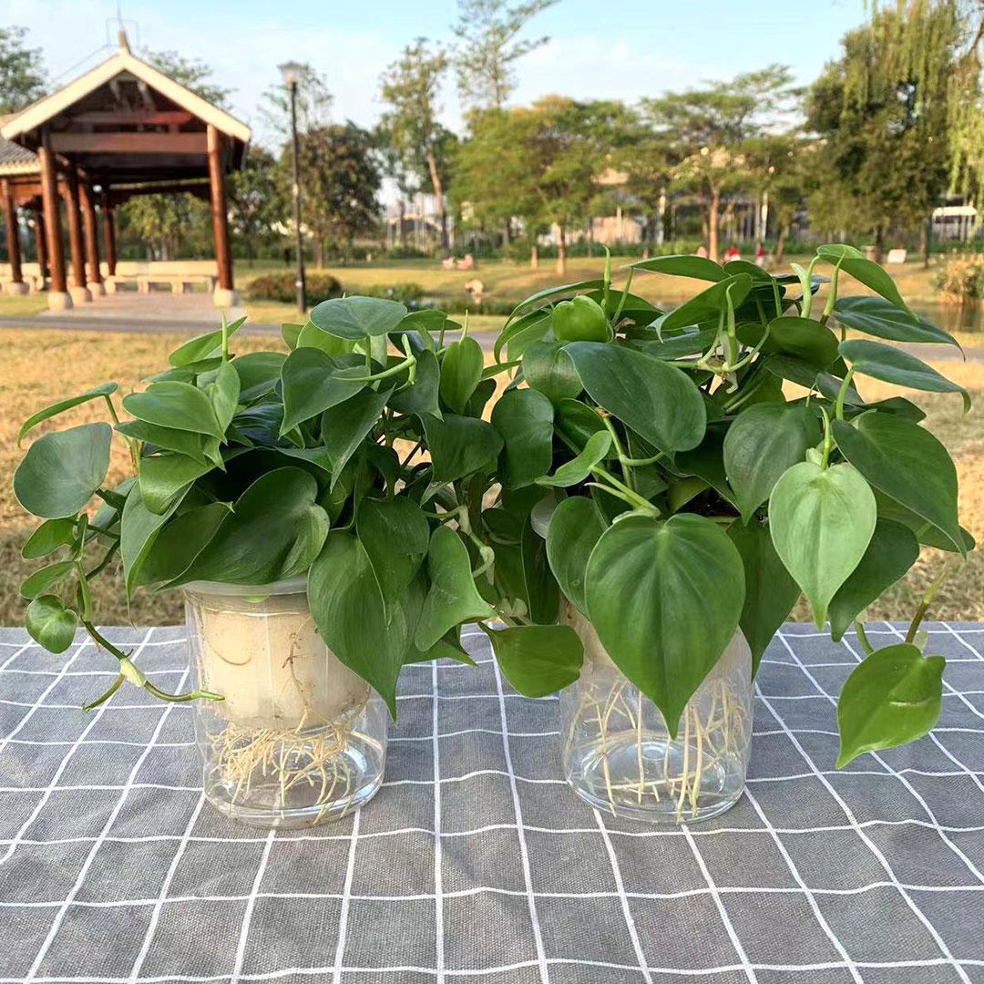 NFTCollector ❤️ Memecoin tweet media