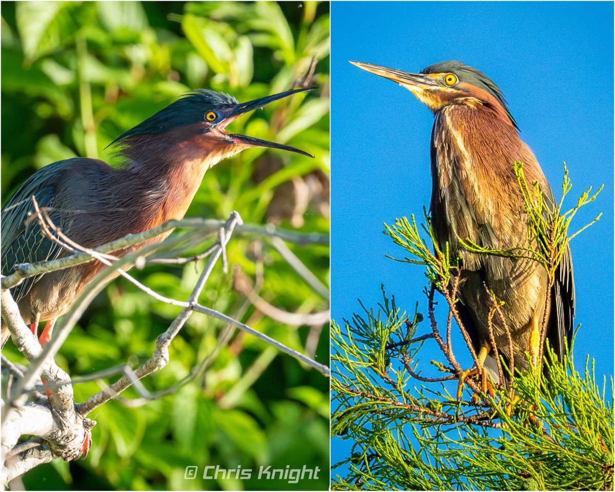 Chris Knight tweet media