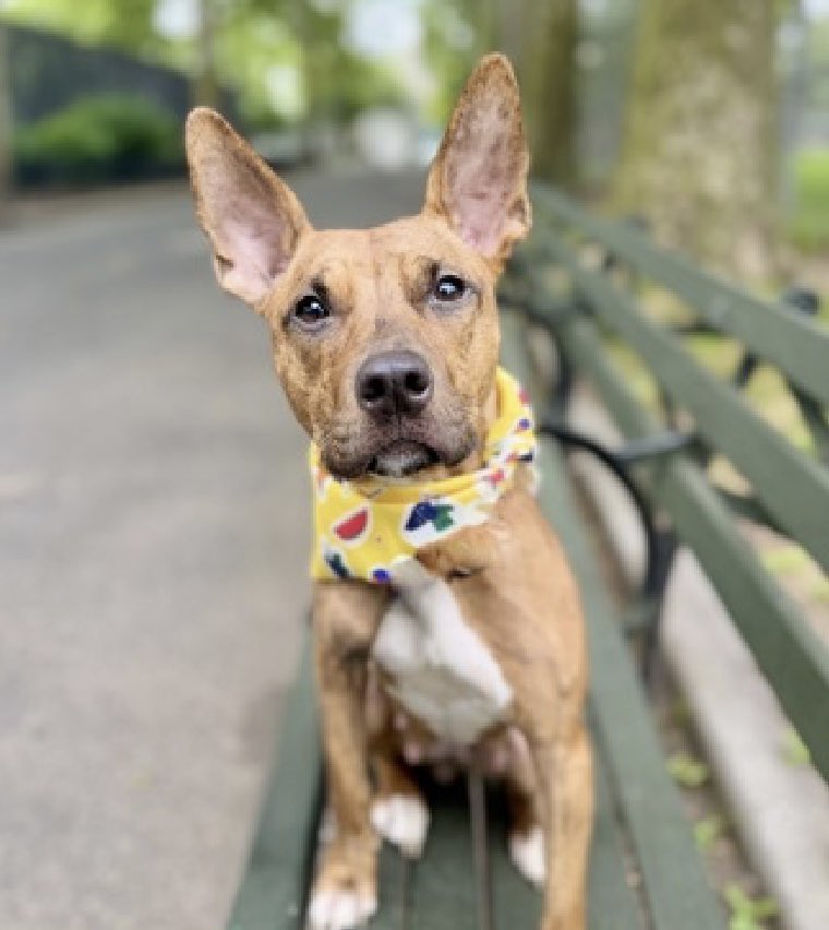 MoishesMom's tweet image. ‼️🆕 💉🎯 🛟 Only • Lizzie ‼️

Lizzie is a 2️⃣ year old gal who was surrendered by her human (dirt bag holding Lizzie’s leash) to the Manhattan Pound in NYC 6️⃣days ago 

I’m telling you peeps this girl’s death warrant is all but signed 😞☹️💔

Her human said that she’ll “escalate
