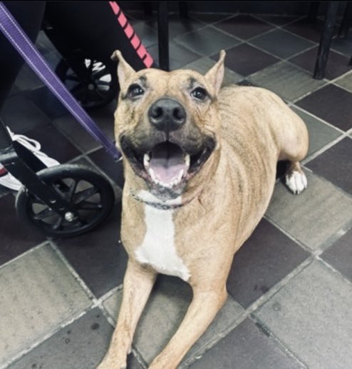 MoishesMom's tweet image. ‼️🆕 💉🎯 🛟 Only • Lizzie ‼️

Lizzie is a 2️⃣ year old gal who was surrendered by her human (dirt bag holding Lizzie’s leash) to the Manhattan Pound in NYC 6️⃣days ago 

I’m telling you peeps this girl’s death warrant is all but signed 😞☹️💔

Her human said that she’ll “escalate