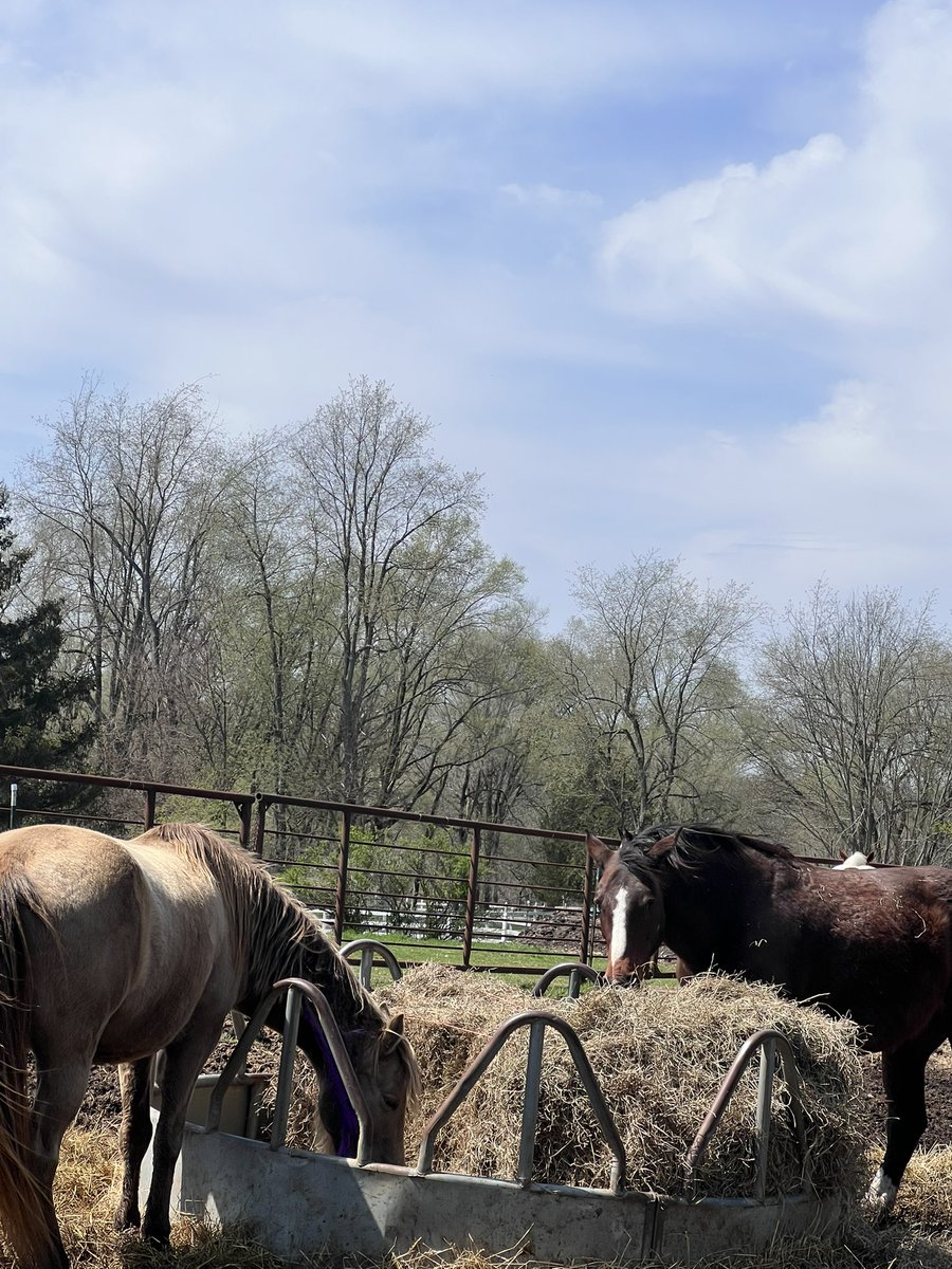 michelle tweet media