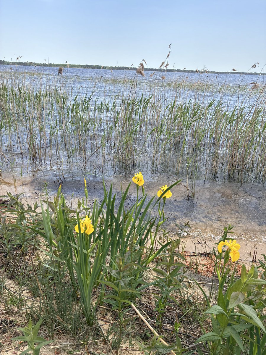 EllenVera_Z's tweet photo. Unerwartete Schönheiten 🌼
#Medoc 🇫🇷 https://t.co/2URmEpLH6w